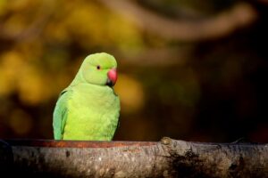 4 chyby v péči o papoušky