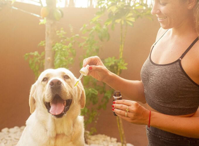 CBD jako forma konopí pro vašeho psa