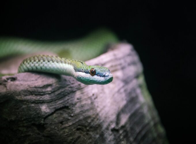 Terárium pro hady: jak vytvořit ideální podmínky pro chov