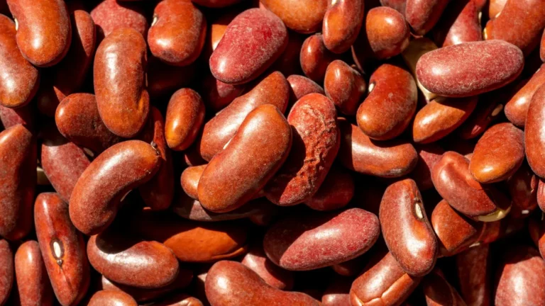 Červené fazole kidney na skutečné ilustrační fotografii; suché fazole vyžadují namočení a řádné uvaření.
