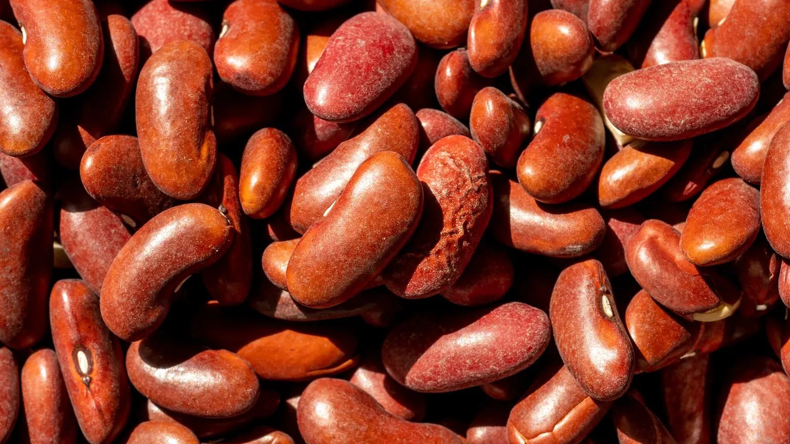 Červené fazole kidney na skutečné ilustrační fotografii; suché fazole vyžadují namočení a řádné uvaření.